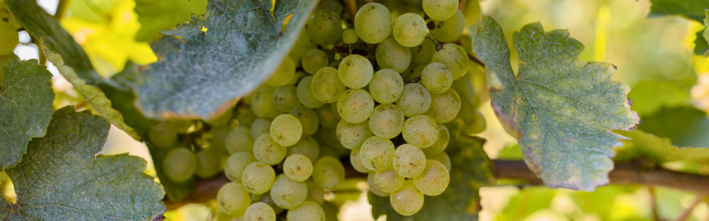 Raisin dans les vignes
