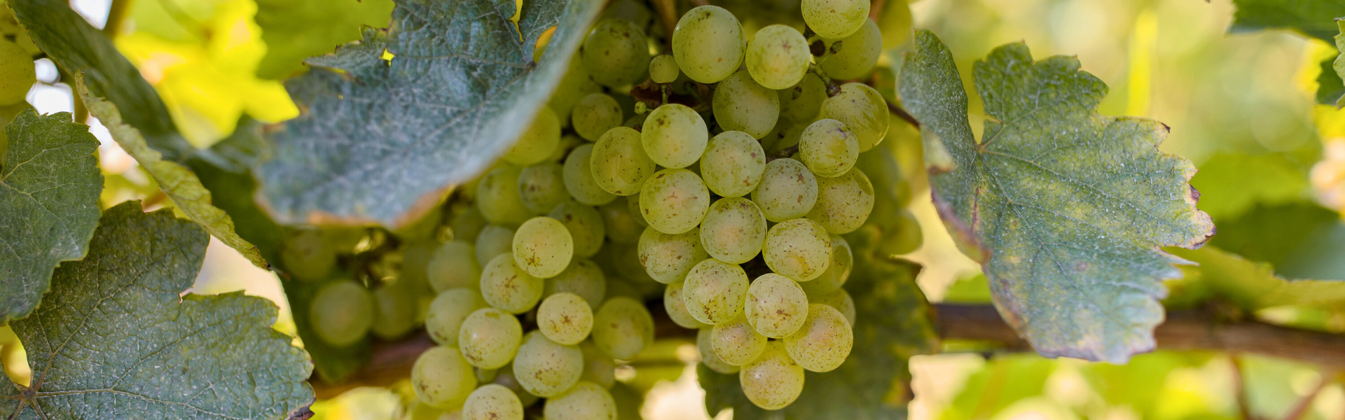 Raisin dans les vignes
