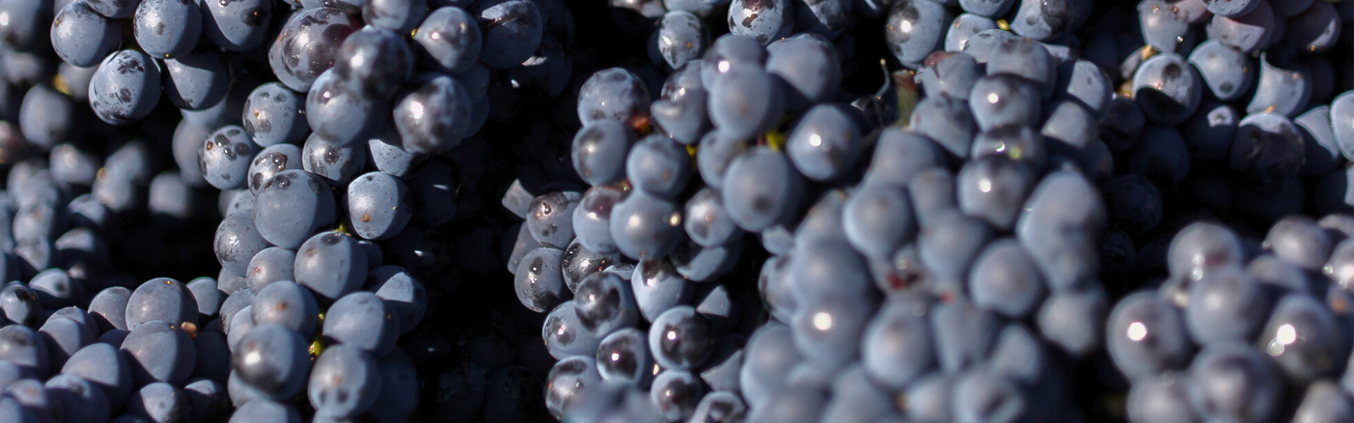 Raisins vendanges